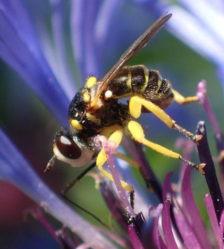 Dalmannia aculeata
